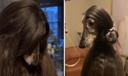 外国成人视频,一场关于人性与欲望的探索之旅