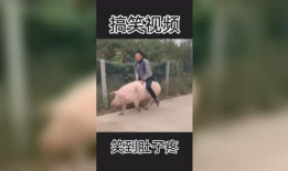 超级搞笑的视频,笑到肚子疼！盘点年度最搞笑视频大盘点