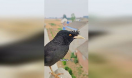 八哥说话视频,视频揭秘其妙语连珠的瞬间